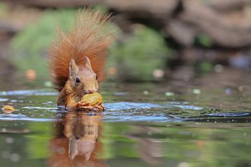 Squirrel by the water by Karin van Rooijen Fotografie