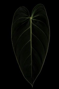 Philodedron Melanochrysum 2 van 2 van Anita Visschers