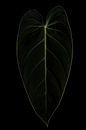 Philodedron Melanochrysum 2 van 2 van Anita Visschers thumbnail