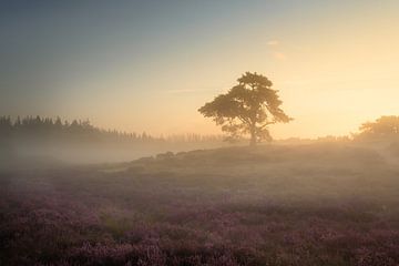 Mist boom en bloeiende heide van KB Design & Photography (Karen Brouwer)