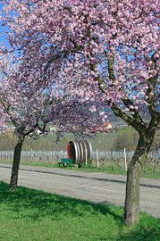 Amandelbloesem in de Palts bij Edenkoben, Zuidelijke Wijnroute, Rijnland-Palts, Duitsland