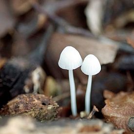 2 white fragile mushrooms in autumn soil by wil spijker