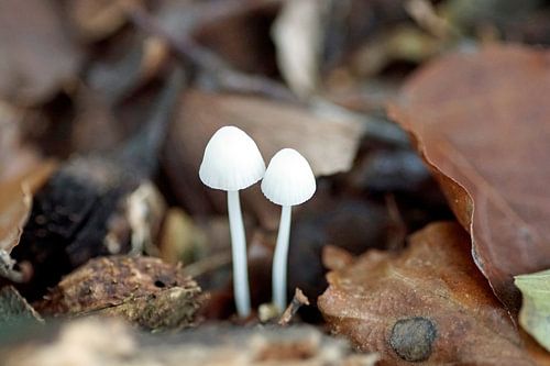 2 witte fragile paddenstoelen in herfstgrond