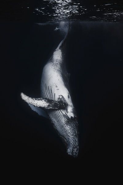 Baleine noire, Barathieu Gabriel par 1x