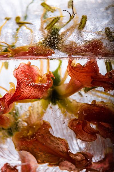 Gloriosa in ice 1 by Marc Heiligenstein