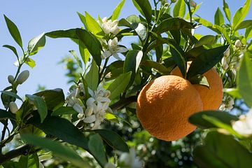 White flowers, ripe oranges and floral beauty by Adriana Mueller