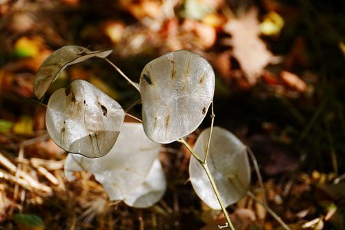 Bladeren in het bos