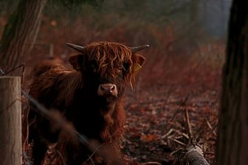 Schottisches Highlander-Kalb im Morgenlicht von Daniëlle Eibrink Jansen