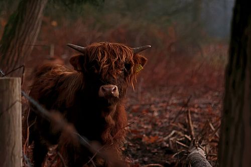 Schottisches Highlander-Kalb im Morgenlicht