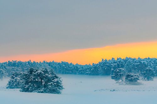 Besneeuwd winterlandschap tijdens zonsondergang bij het Hulshorsterzand op de Veluwe