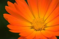Goudsbloem (Marigold)