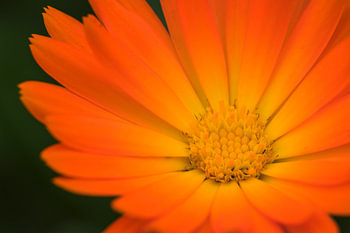 Goudsbloem (Marigold)