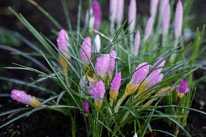 crocussen, crocus van M. B. fotografie