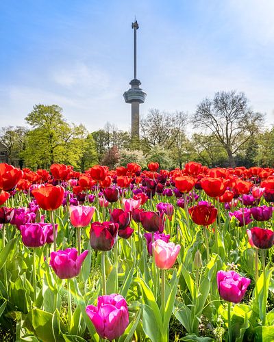 Euromast with tulips