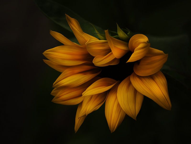 Sonnenblume van Gabriele Haase
