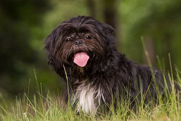 chien dans l'herbe