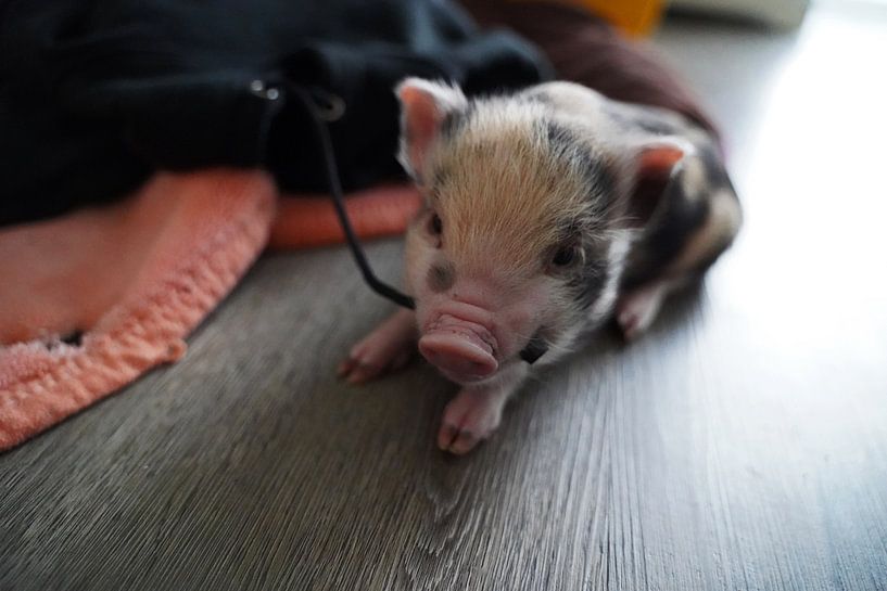 geschecktes Minischweinchen in Handaufzucht von Babetts Bildergalerie