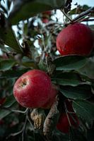 Apples on the tree