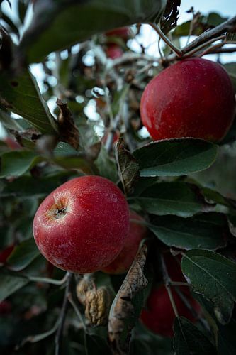 Appeltjes aan de boom