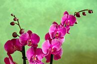 Orchidee van Jaap Mulder thumbnail