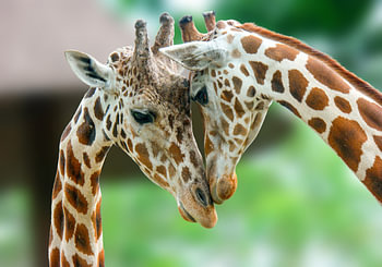 Tender Giraffe Couple | Safari Nursery & Home Wall Art