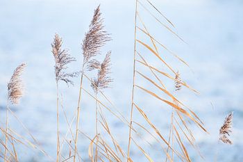 Schilf hebt sich am kalten Morgen von einer gefrorenen Wiese ab