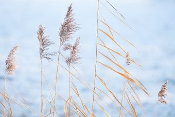 Riet steekt af tegen een bevroren weiland op de koude ochtend van Martijn Schruijer