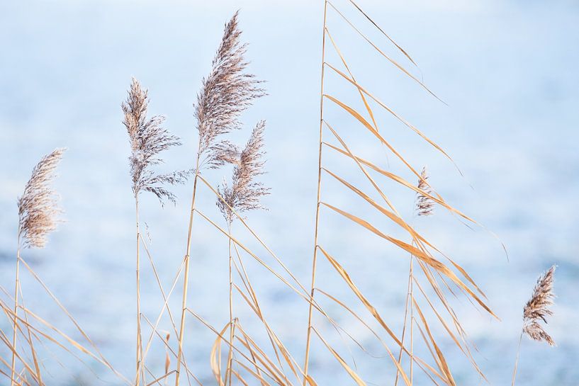 Reeds stand out against a frozen meadow on the cold morning by Martijn Schruijer