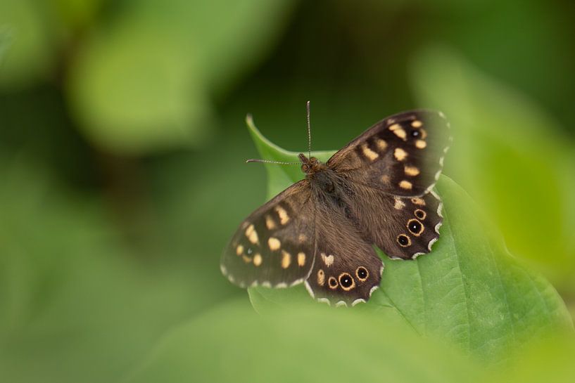Papillon à fourrure entre les feuilles par KB Design & Photography (Karen Brouwer)