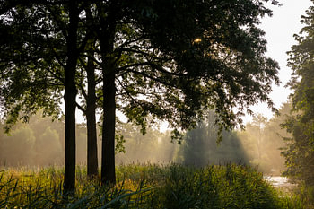Arbres et végétation à contre-jour