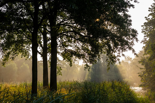 Arbres et végétation à contre-jour