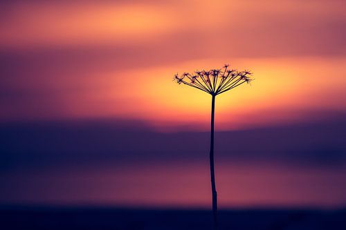 Takje voor zonsondergang