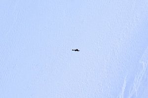 Eagle in high altitude, a suspended moment in the Mont Blanc massif