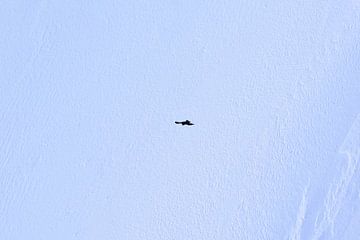Adler in großer Höhe, schwebender Augenblick im Mont-Blanc-Massiv von Hozho Naasha