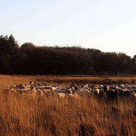 Troupeau de moutons en hiver sur Leonie .