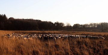 Troupeau de moutons en hiver sur Leonie .