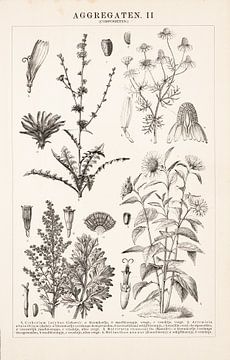 Antike Gravur mit Sonnenblume und Kamille von Studio Wunderkammer