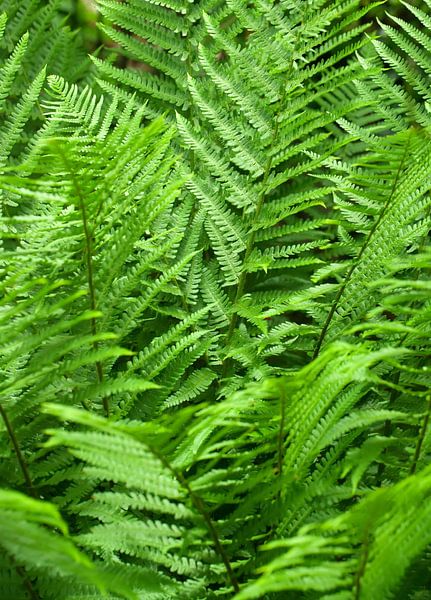 Fern by Bo Valentino