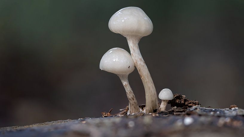 Emporkömmlinge von Uwe Ulrich Grün