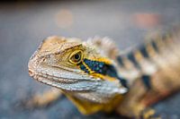 Curious Lizard