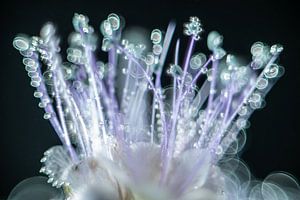 Das geheime Unterwasserleben der Phacelia