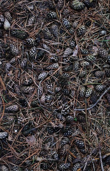 Pine cones by Photo's by Tanja