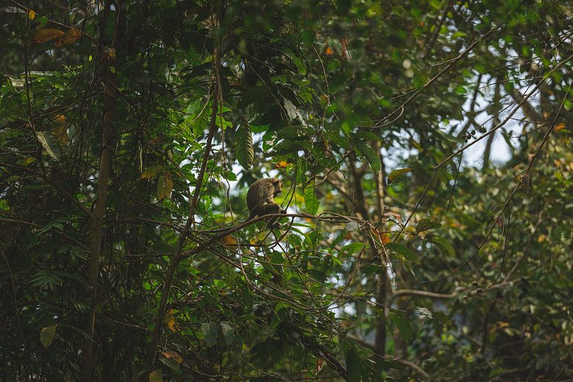 Monkeys of Khao Sok: Playful Inhabitants of the Thai Rainforest by Ken Tempelers