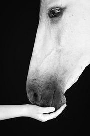 Pferd und Mensch von Keeley Wit