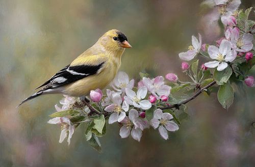 Oiseau chanteur dans les fleurs printanières sur Jorali Beaux-Arts