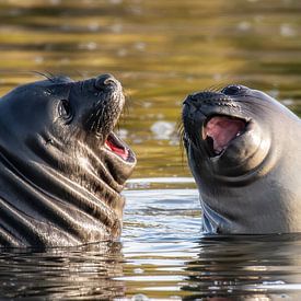 Les éléphants de mer en Géorgie du Sud sur Ron van der Stappen