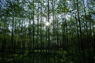 Het paalbos van Norbert Sülzner