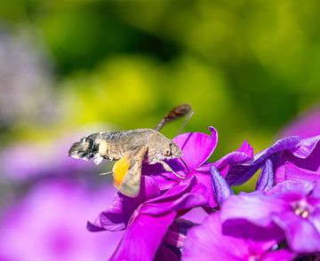 Macro van een vliegende duivenstaart van ManfredFotos