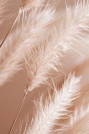 Pampas grass, beige tones, art, living room, nature, simple elegance, details, calming, harmonious, peaceful, decoration, timeless by Poster Art Shop
