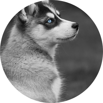Husky 